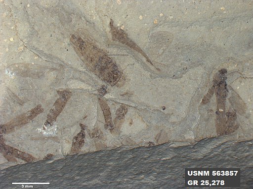 Genus sp