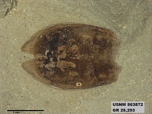 Insecta