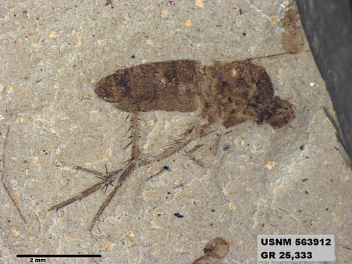 Genus sp