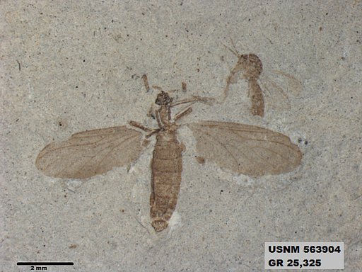 Genus sp
