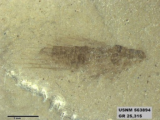 Insecta