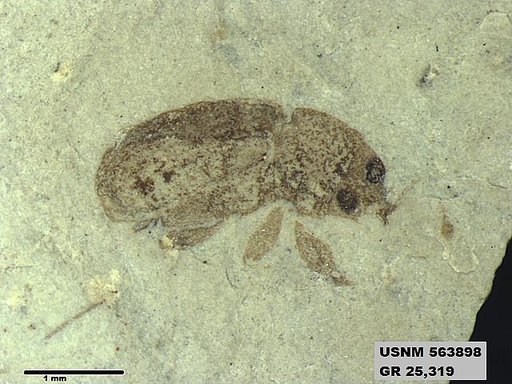 Insecta