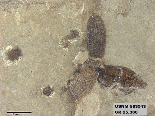 Genus sp