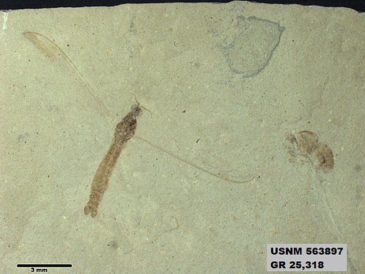 Genus sp