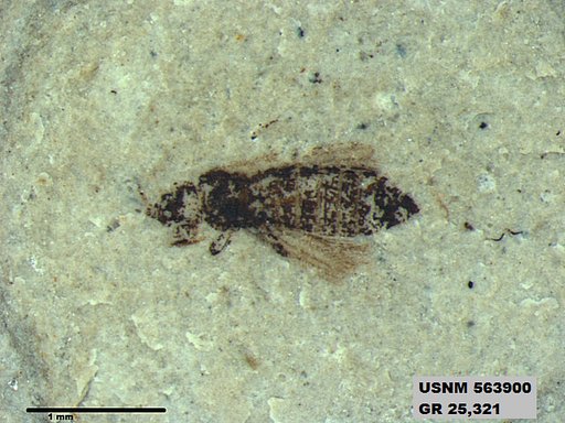 Insecta