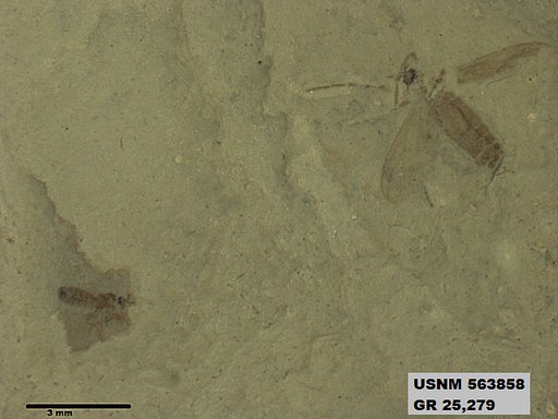 Genus sp