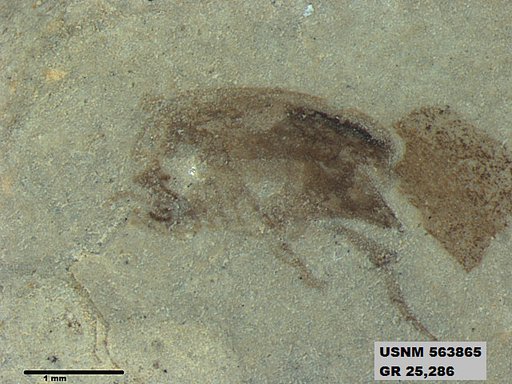 Insecta
