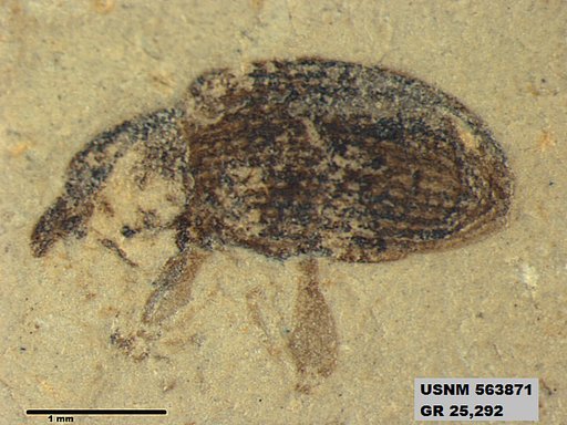 Insecta