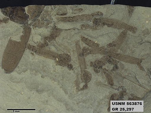 Genus sp