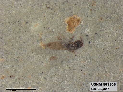 Insecta