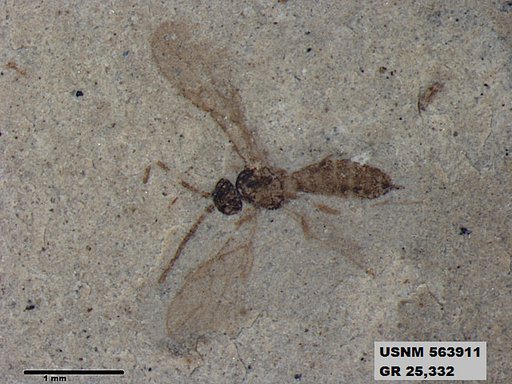 Insecta