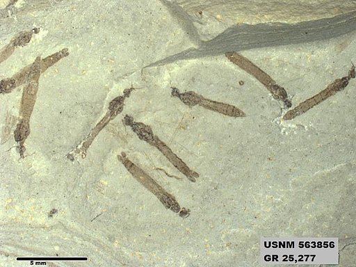 Genus sp