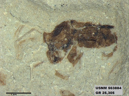 Insecta