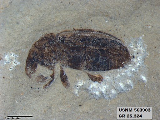 Insecta
