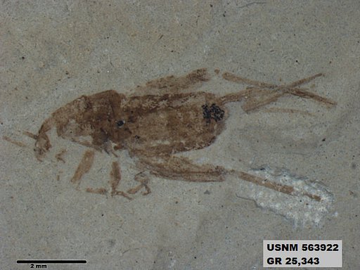 Genus sp
