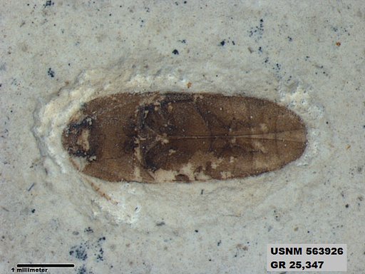 Insecta