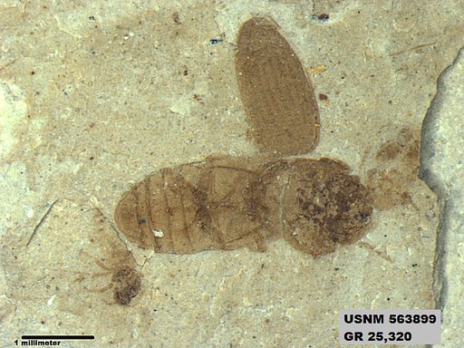 Insecta