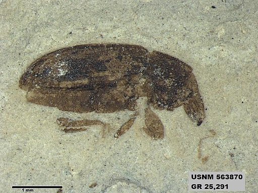 Genus sp