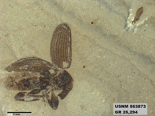Insecta