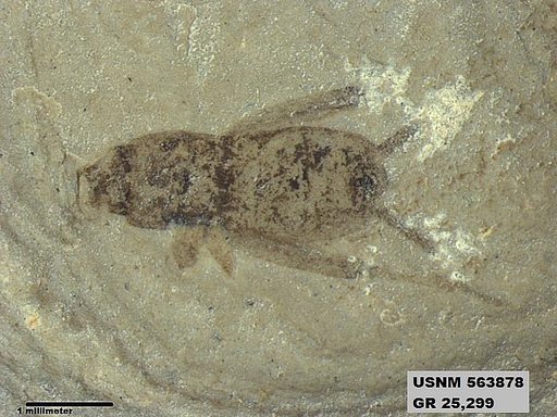 Eomogoplistes longipennis