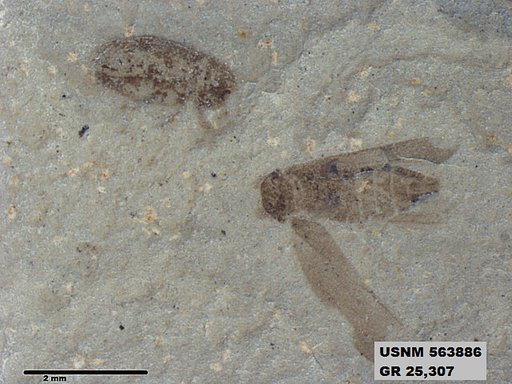 Genus sp