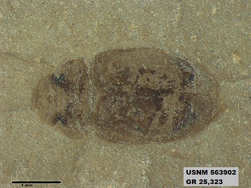 Insecta