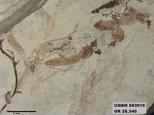 Genus sp