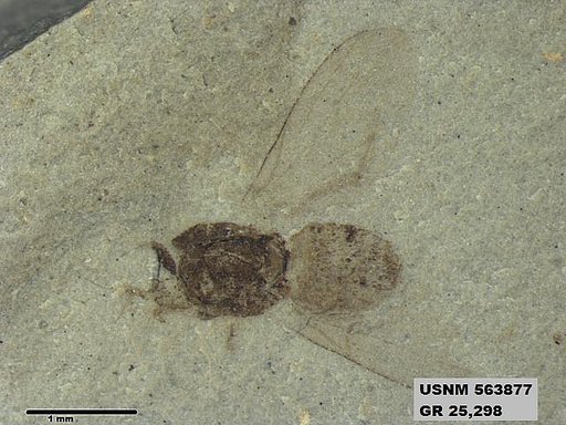 Genus sp
