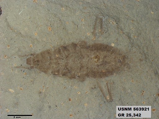 Genus sp