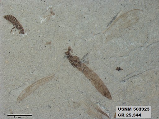 Insecta