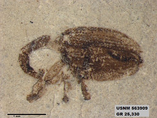 Insecta