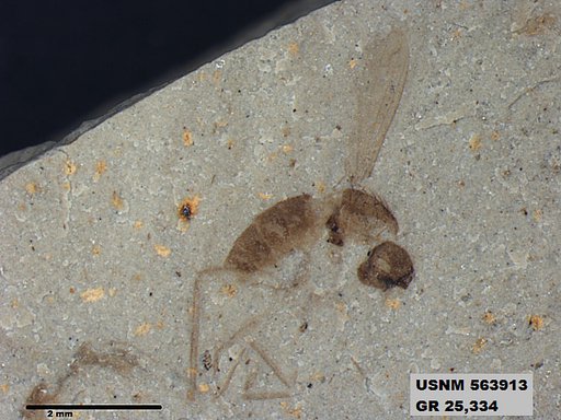 Insecta
