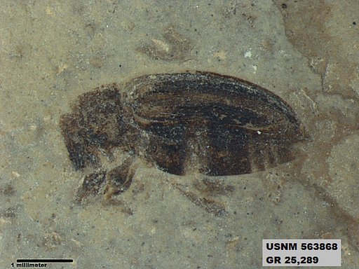 Insecta