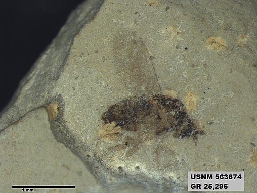 Insecta