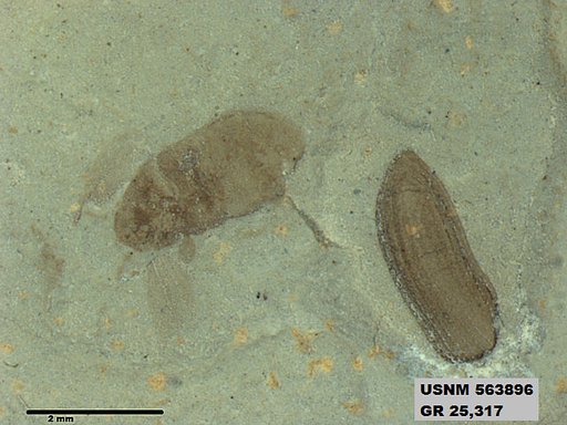 Genus sp