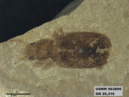 Insecta