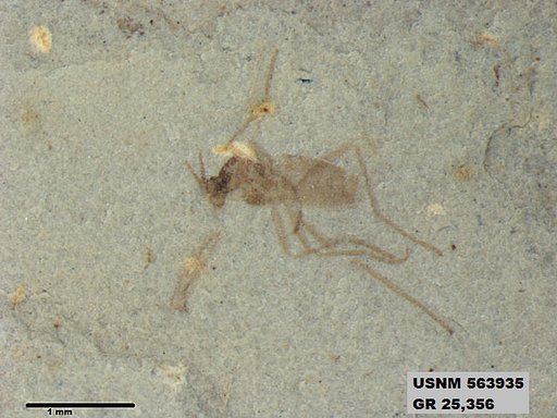 Insecta