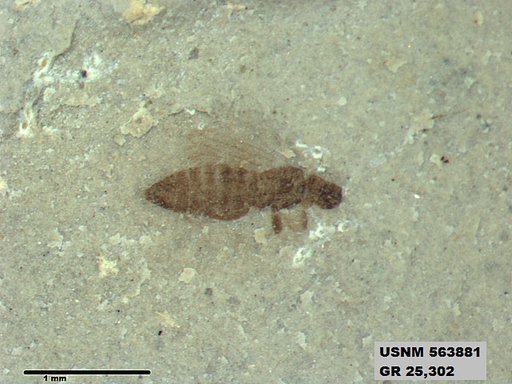 Insecta