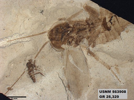 Genus sp