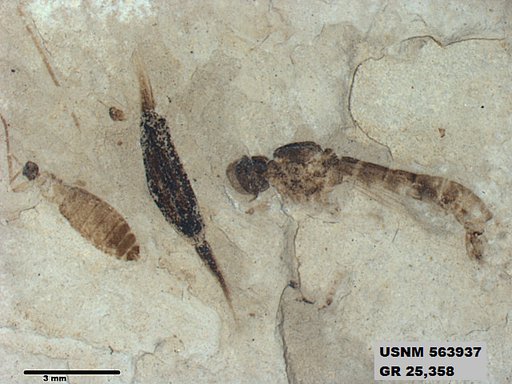 Genus sp