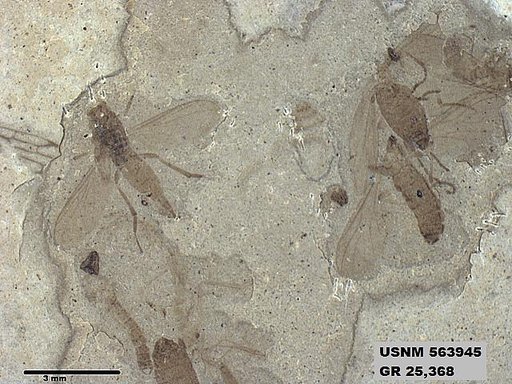 Genus sp