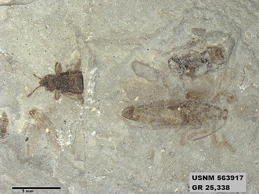 Genus sp