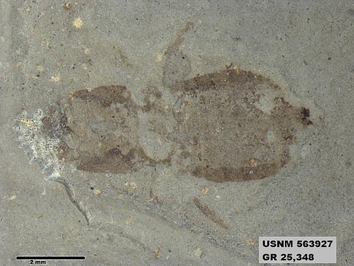 Genus sp
