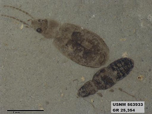 Genus sp