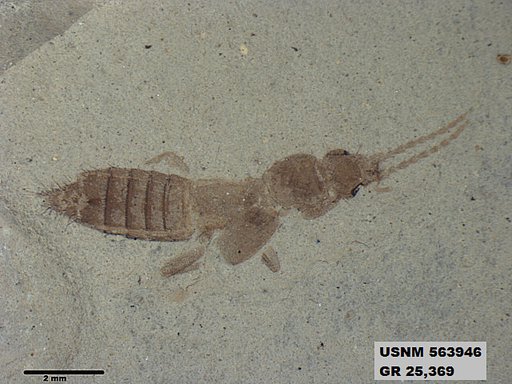 Genus sp