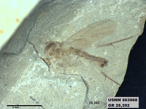 Genus sp