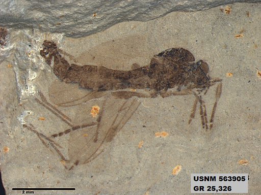 Genus sp