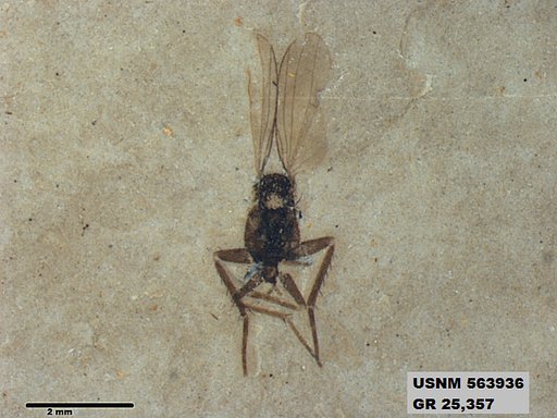Insecta
