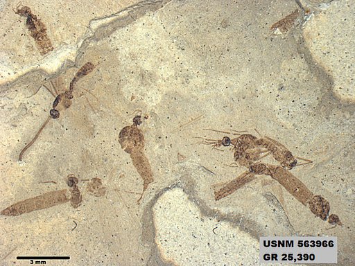 Genus sp
