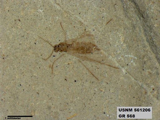 Insecta